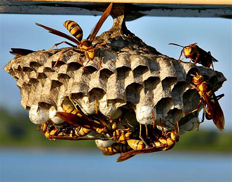 wasps nests facts